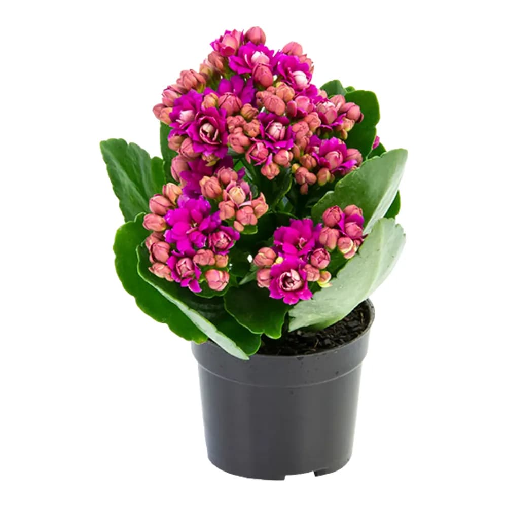 Flor mini kalanchoe dobrado p06 unidade