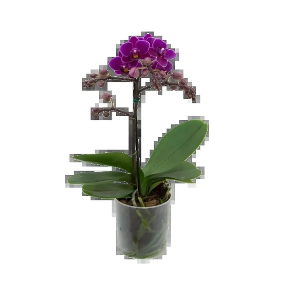 Flor orquidea phalaenopsis mini p9 cores sortidas holambelo vaso 1un