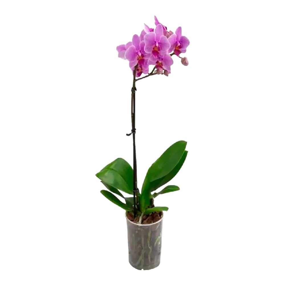 Orquidea phalaenopsis und
