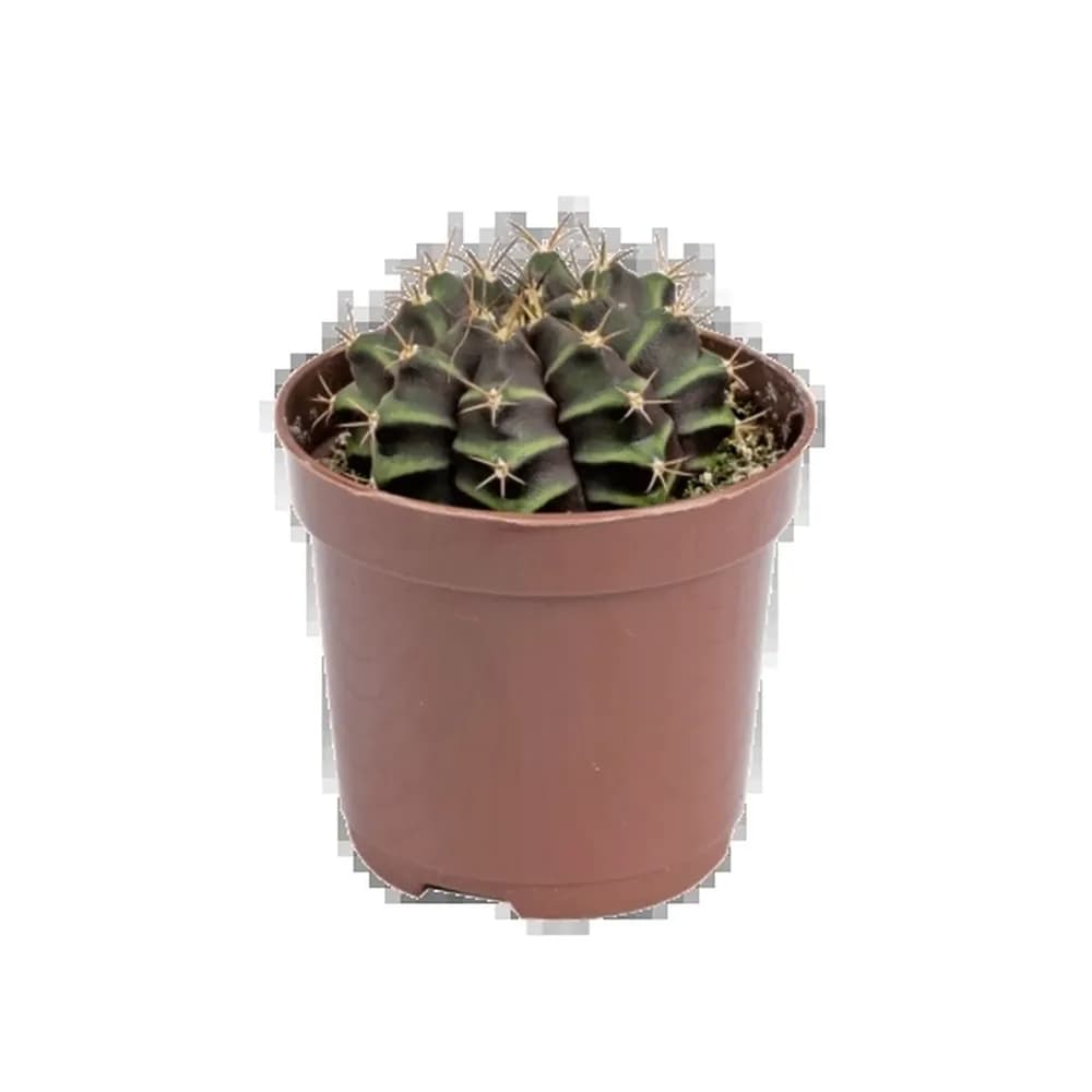 Planta cactus gymnocal mihan p06 veiling