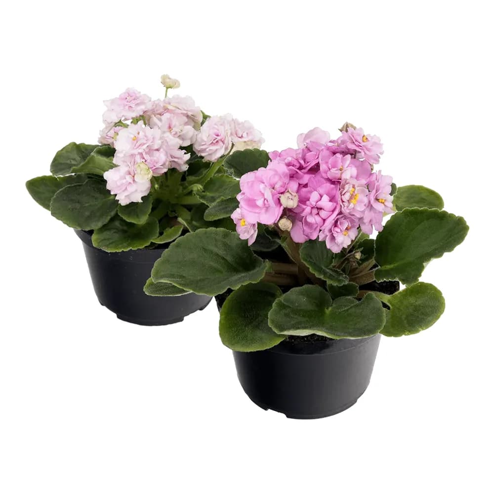 Flor violet sortida pt 11