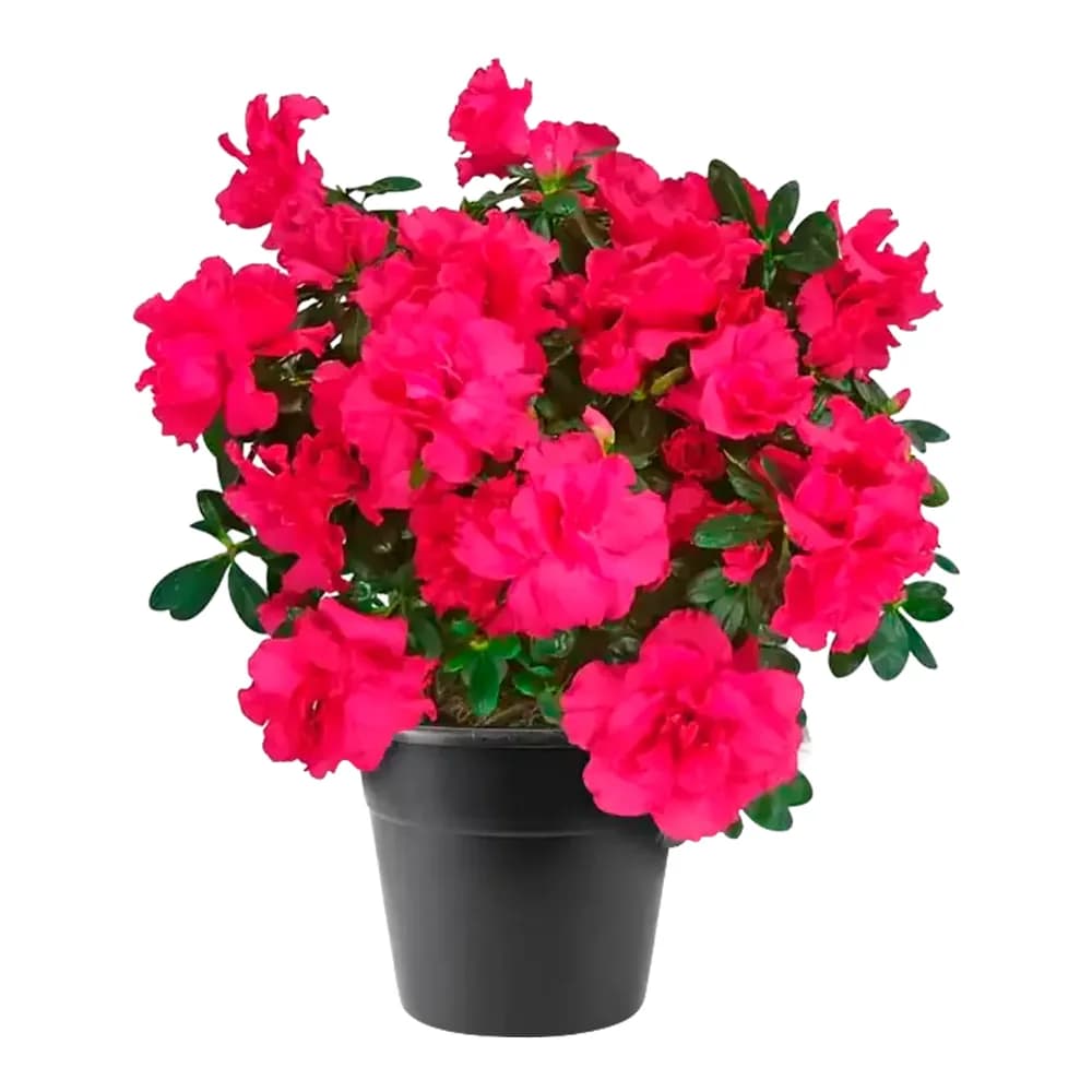Flor azaleia rosa p14 unidade
