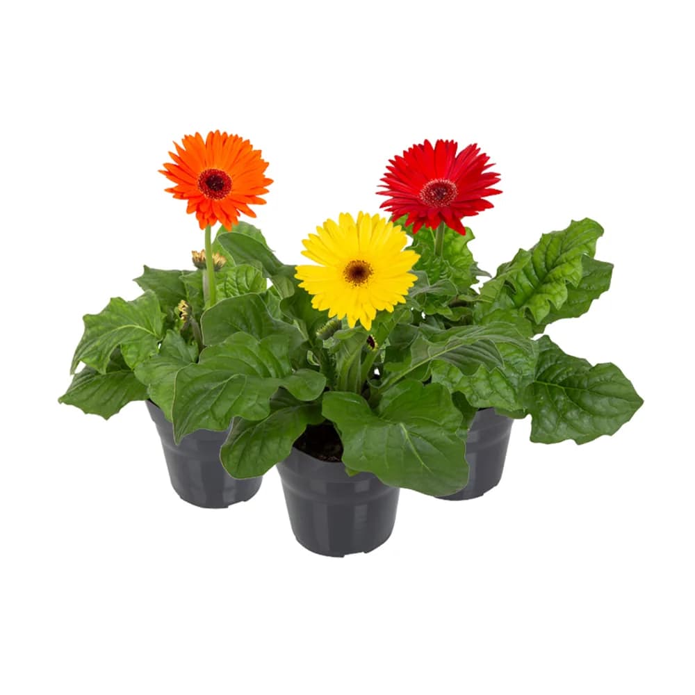 Flor gerbera p14